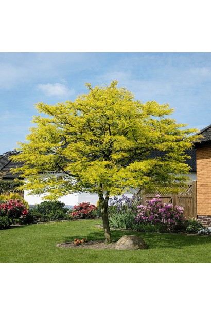 Gleditsia Sunburst 
